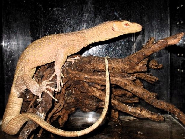 Blue Tail Monitor
